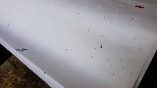 20952202_10155643370626248_2126623846_o (1)